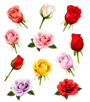 Set of different roses. Vector.