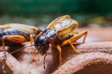 close up of Crickets in farm, Gryllidae, For consumption as food And used as animal feed.