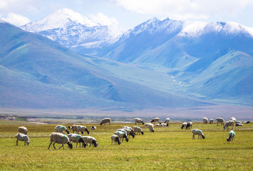 Fototapeta na wymiar The flock under the snow mountain, the pasture on the plateau.