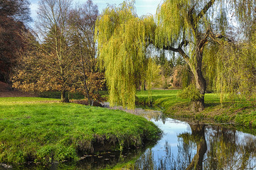 Naklejka premium Willow tree by the Pond