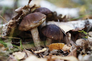 fresh mushrooms, harvest from the forest