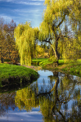Fototapeta na wymiar Willow tree by the Pond