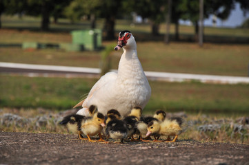 Mãe pato e seus filhotes