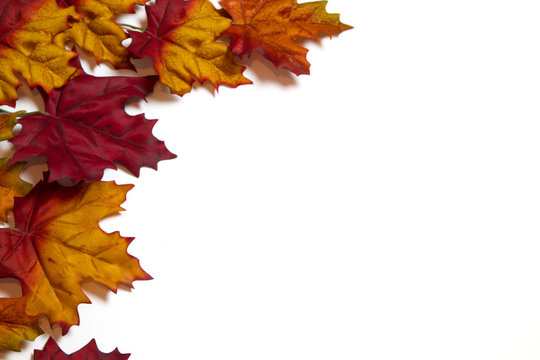 Fall Leaves isolated on a white background