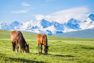 Fototapeta na wymiar Horses under the snow mountain, pasture on the plateau.