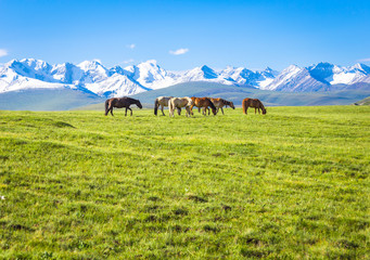 Horses under the snow mountain, pasture on the plateau.