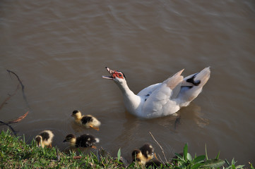Pato e seus bebês nadando em lagoa - obrazy, fototapety, plakaty
