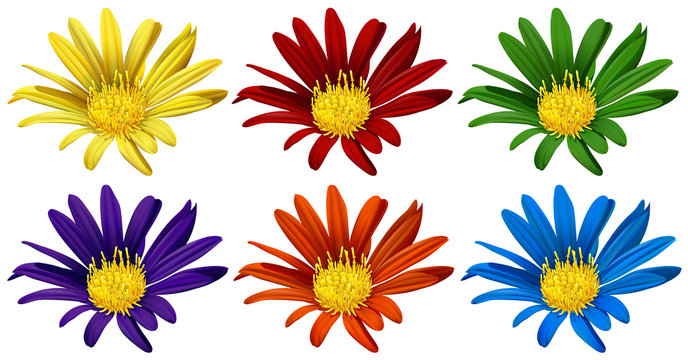 Flowers in six different colors