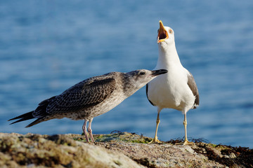 Lesser black-backed gull, Herring Gull, Sea  Gull