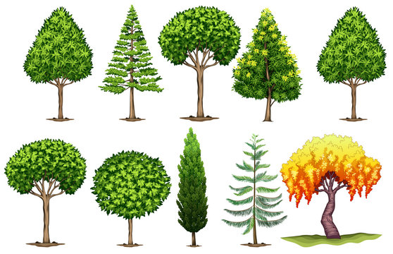 Set of different types of trees