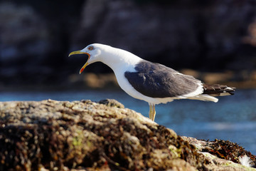 Lesser black-backed gull, Herring Gull, Sea  Gull
