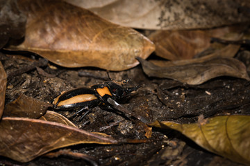 This is a photo of one kind of lucanus, was taken in XiaMen botanical garden, China.