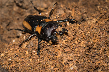 This is a photo of one kind of lucanus, was taken in XiaMen botanical garden, China.