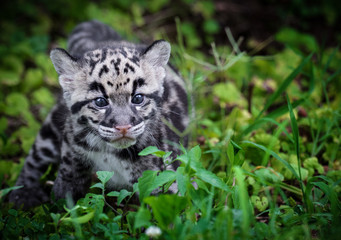 Fototapeta na wymiar Clouded Leopard