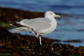 Herring Gull, Sea  Gull