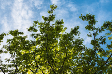Leaves and Sky