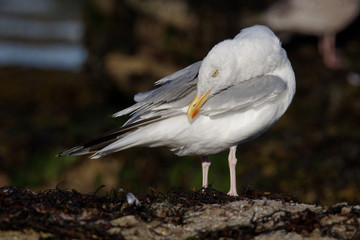 Herring Gull, Sea  Gull