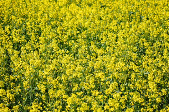 yellow rape flowers field, closeup view