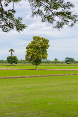 rice seedling field