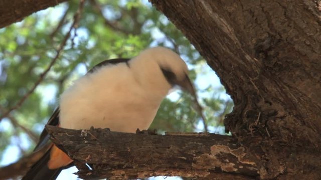 Swamp Boubou perched in a tree