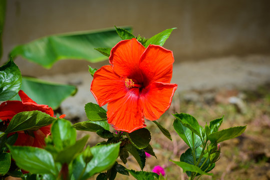 Fototapeta Hibiscus Flower. Shallow DOF