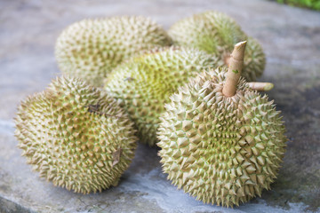 Naklejka na ściany i meble Fresh durian from the garden for sale