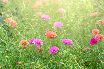 Sunset with flower. Soft Focus