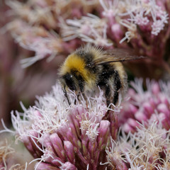 Bumblebee, Bombus