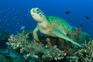 Papier Peint photo Tortue Sea Turtle coral reef in ocean