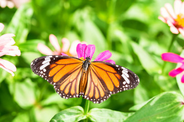 butterfly on flower