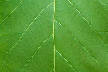 Leaf texture background