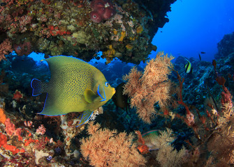Fototapeta na wymiar Koran Angelfish tropical fish coral reef