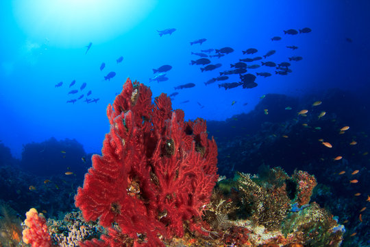 Fototapeta Coral reef and fish underwater in ocean