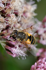 Hoverflies, Diptera