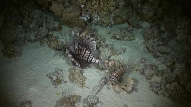 Scorpionfishe Scorpion Fishe hunting night on reef. Amazing, beautiful underwater world Bali Indonesia and life of its inhabitants, creatures and diving, travels with them. Wonderful experience in sea