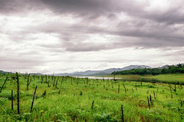 Fototapeta na wymiar Green meadow with stump cloudy landscape
