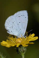 Holly Blue, Celastrina argiolus