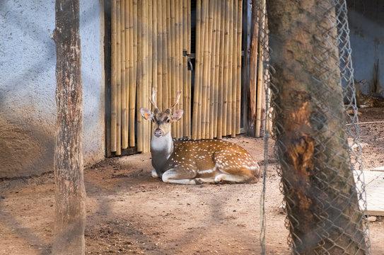 Deer brown looking through cage