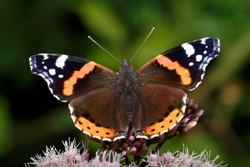 Red Admiral, Vanessa atalanta