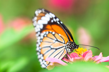 Fototapeta premium butterfly on flower