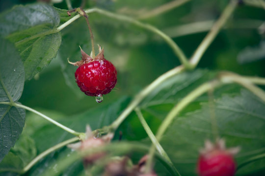 closeup of a wild raspberry after rain