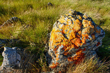 Moss Stone with Long Wild Grass