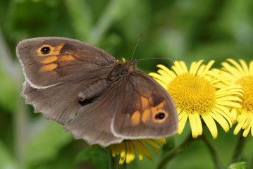 Butterfly - Meadow Brown, Maniola jurtina