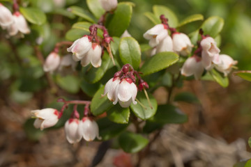 flowers and leaves cowberries closeup