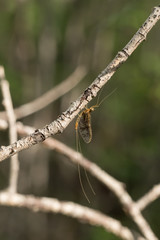 golden mayfly on a branch