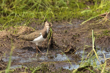  lapwing on a swamp