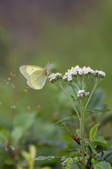 light green butterfly