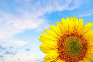Obraz premium Sunflower.