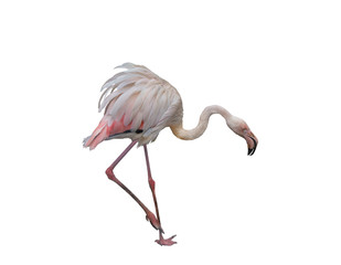 pink flamingo isolated