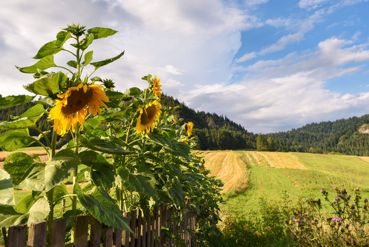 Sunflowers in the garden, fields and mountains as background.